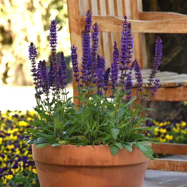 A Salvia 'Salvatore Blue' in a 3" pot sits gracefully next to a wooden chair, creating a serene garden setting.