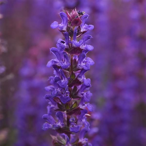 Close-up of a Salvia 'Salvatore Blue' flower spike in full bloom, set against a blurred background of similar lavender-hued Salvia flowers.