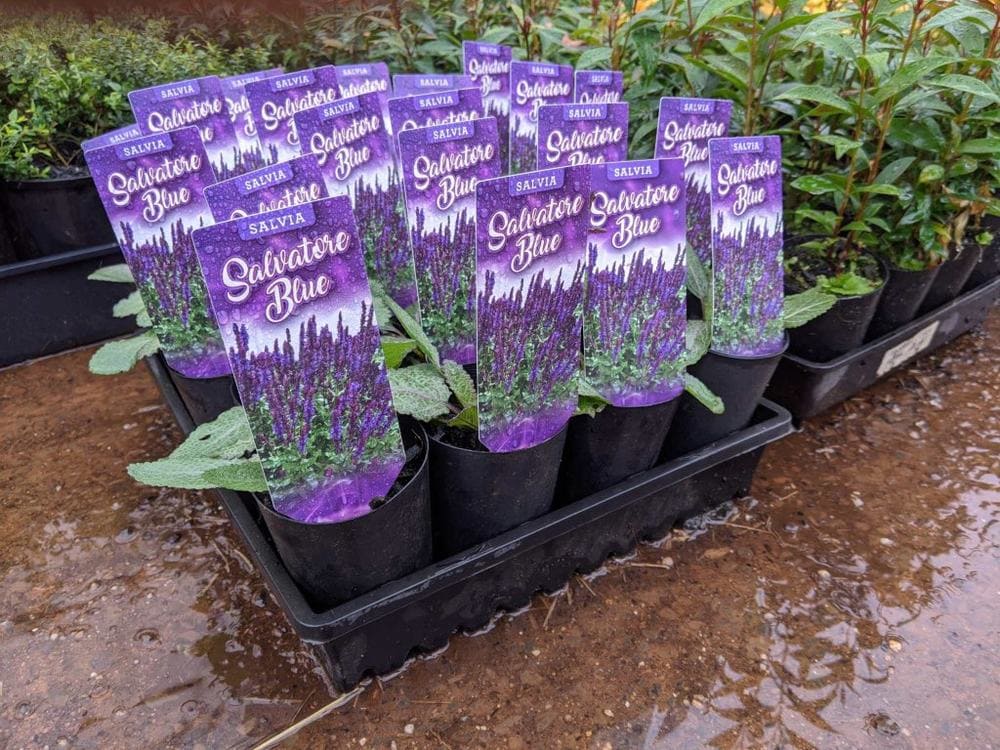 Salvia 'Salvatore Blue' plants in 3" pots, featuring vibrant purple blooms, are arranged neatly in black trays placed on a damp surface.