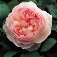 Close-up of a Rose 'Sharifa Asma' Bush Form in pale pink, showcasing multiple layers of delicate petals, surrounded by lush green leaves.