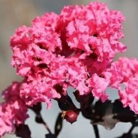 Lagerstroemia 'Diamonds In The Dark®' (Shell Pink) Crepe Myrtle in a 16" pot features shell pink flowers in full bloom, beautifully complemented by its striking dark stems and leaves.