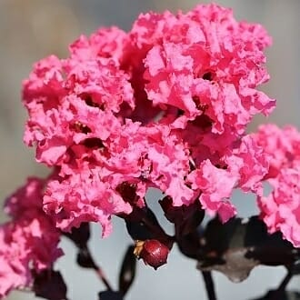 Lagerstroemia 'Diamonds In The Dark®' (Shell Pink) Crepe Myrtle in a 16" pot features shell pink flowers in full bloom, beautifully complemented by its striking dark stems and leaves.