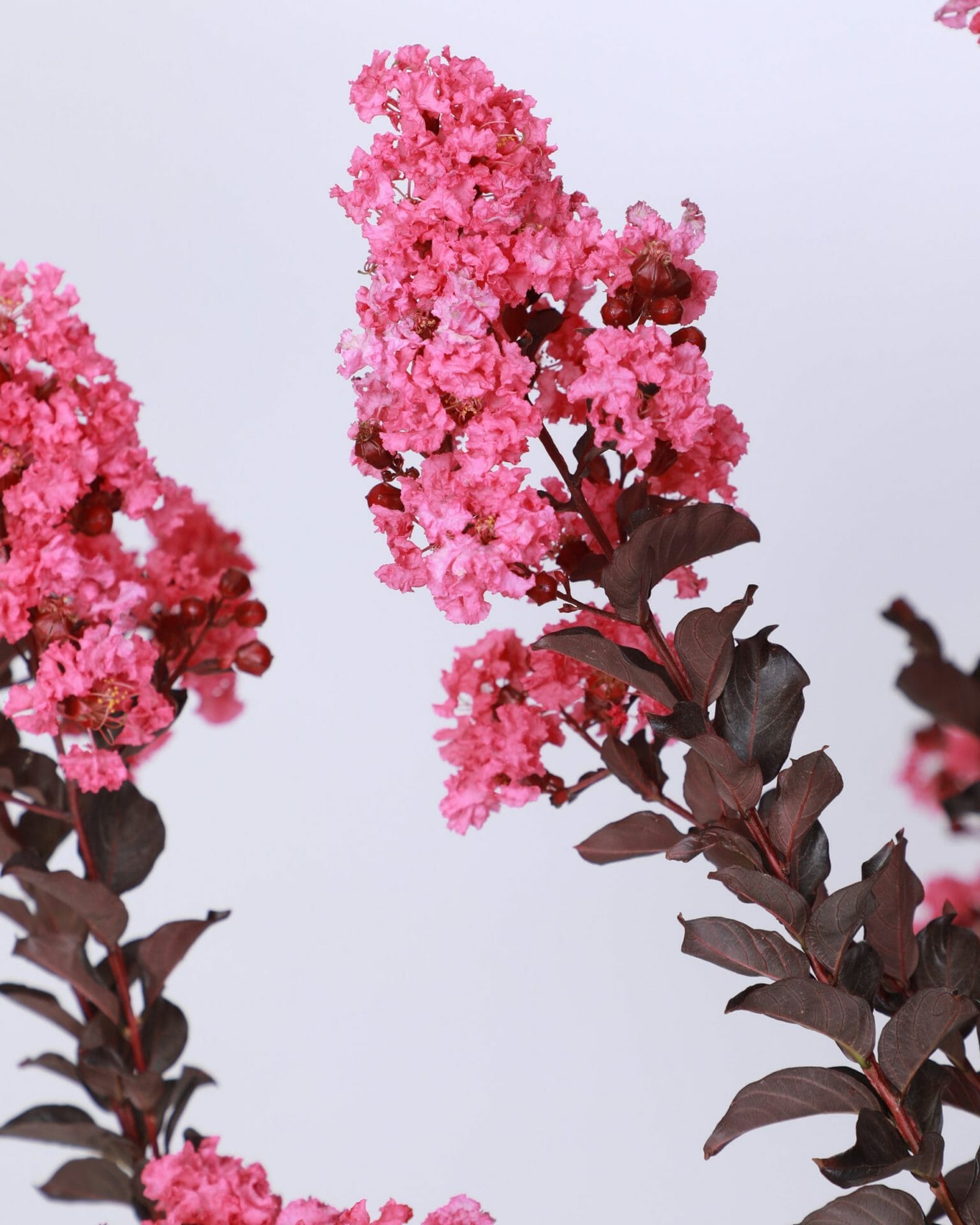 Close-up of a branch from the Lagerstroemia 'Diamonds In The Dark®' (Shell Pink) Crepe Myrtle in a 16" pot, with its delicate flowers standing out against dark green leaves and a light background.