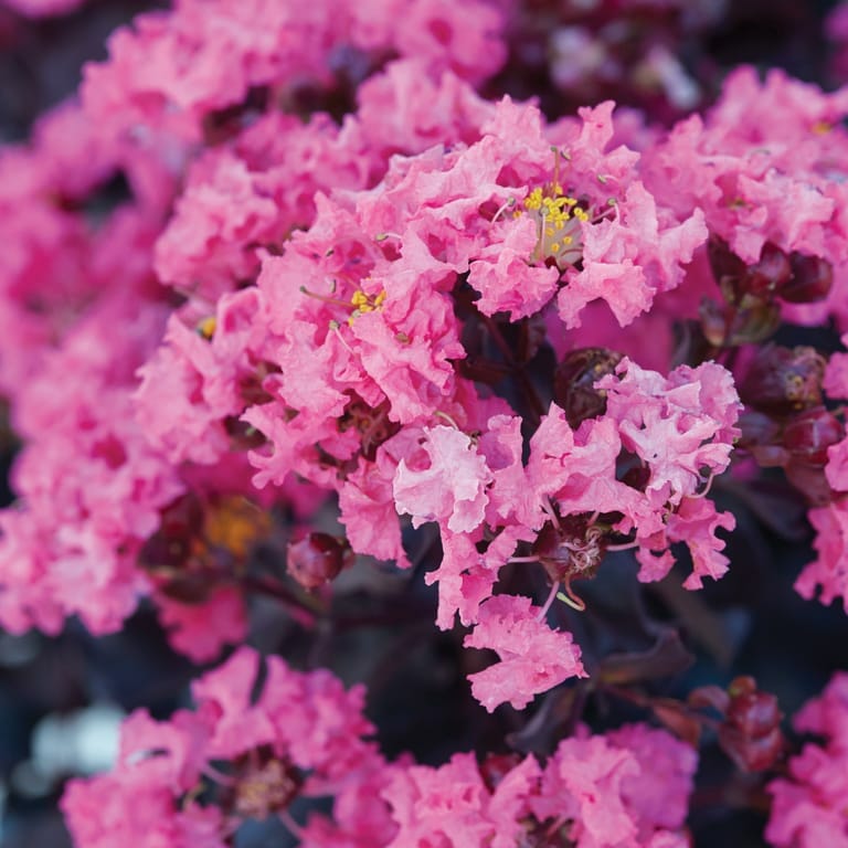Close-up of the Shell Pink crepe myrtle flowers from the Lagerstroemia 'Diamonds In The Dark®' collection, showcasing their ruffled petals and yellow centers against a dark, blurred backdrop.