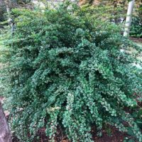 The Berberis 'Silver Beauty' Japanese Barberry in an 8" pot is a dense, leafy bush with small, shiny green leaves. Ideal for garden settings alongside fences and vibrant plants, it enhances any landscape's beauty.