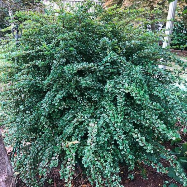 The Berberis 'Silver Beauty' Japanese Barberry in an 8" pot is a dense, leafy bush with small, shiny green leaves. Ideal for garden settings alongside fences and vibrant plants, it enhances any landscape's beauty.