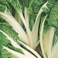 Close-up of vibrant green Silverbeet 'Fordhook Giant', with striking white stalks flourishing in the rich soil.