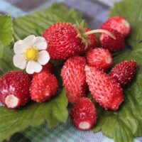 A cluster of Strawberry 'Alpine Red' and a white flower rest on green leaves, making it perfect for your garden in a 4" pot.