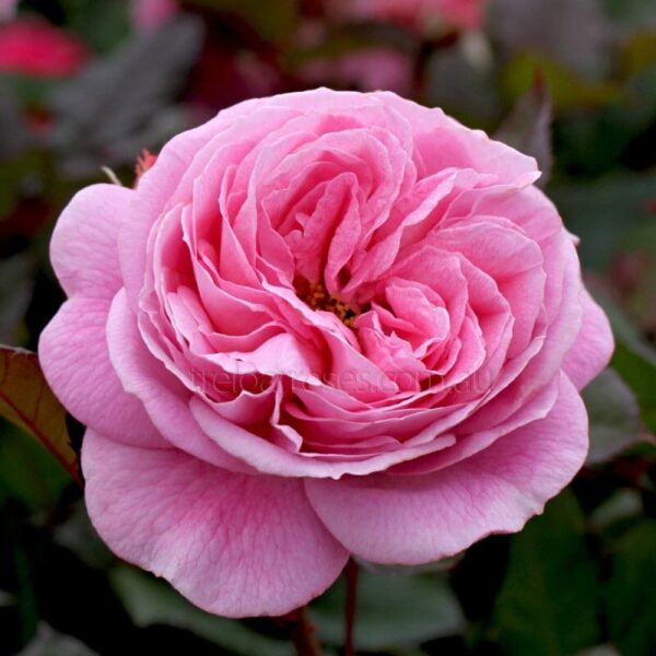 Close-up of a blooming Rose 'Summer Romance' PBR Bush Form, adorned with numerous pink petals, capturing the charm of summer romance against a softly blurred green backdrop.