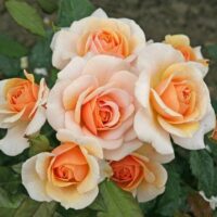 The Rose 'Sweet Honey' Bush Form, featuring peach and cream blooms accented by vibrant green foliage, exudes a sweet honey allure.