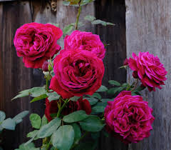 The vibrant blooms of the Rose 'The Squire®' Bush Rose stand gracefully against a rustic wooden fence.