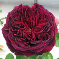 A close-up of the deep red Rose 'The Squire®' Bush Rose in full bloom, showcasing its ruffled petals that evoke classic elegance, set against a blurred background.