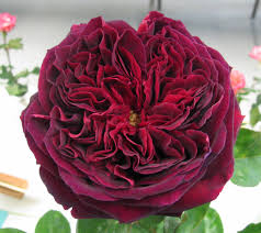 A close-up of the deep red Rose 'The Squire®' Bush Rose in full bloom, showcasing its ruffled petals that evoke classic elegance, set against a blurred background.