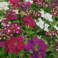 The Verbena Quartz 'Merlot Mix' features vibrant verbena flowers in shades of red, pink, purple, and white, enhanced by lush green foliage.
