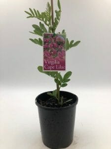 Virgilia 'Cape Lilac' Tree 6" Pot - Image 3