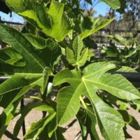 Close-up of the vibrant green leaves with distinct lobes and veins of the Ficus 'White Adriatic' Fig in a 12" pot, set against a sunny outdoor background, showcasing the lush growth typical of this plant.