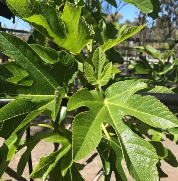 Close-up of the vibrant green leaves with distinct lobes and veins of the Ficus 'White Adriatic' Fig in a 12" pot, set against a sunny outdoor background, showcasing the lush growth typical of this plant.