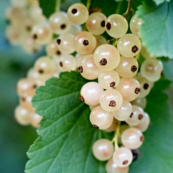 A close-up of clusters of Ribes 'White Currant' hanging from a plant nestled in an 8" pot, with glossy, translucent skins and vibrant green leaves.