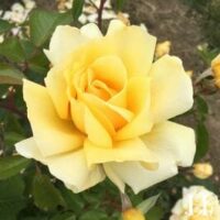 The Rose 'Winter Sun' PBR 3ft Standard, with its blooming yellow petals and vibrant green leaves in the background, gracefully embodies a standard of natural elegance.