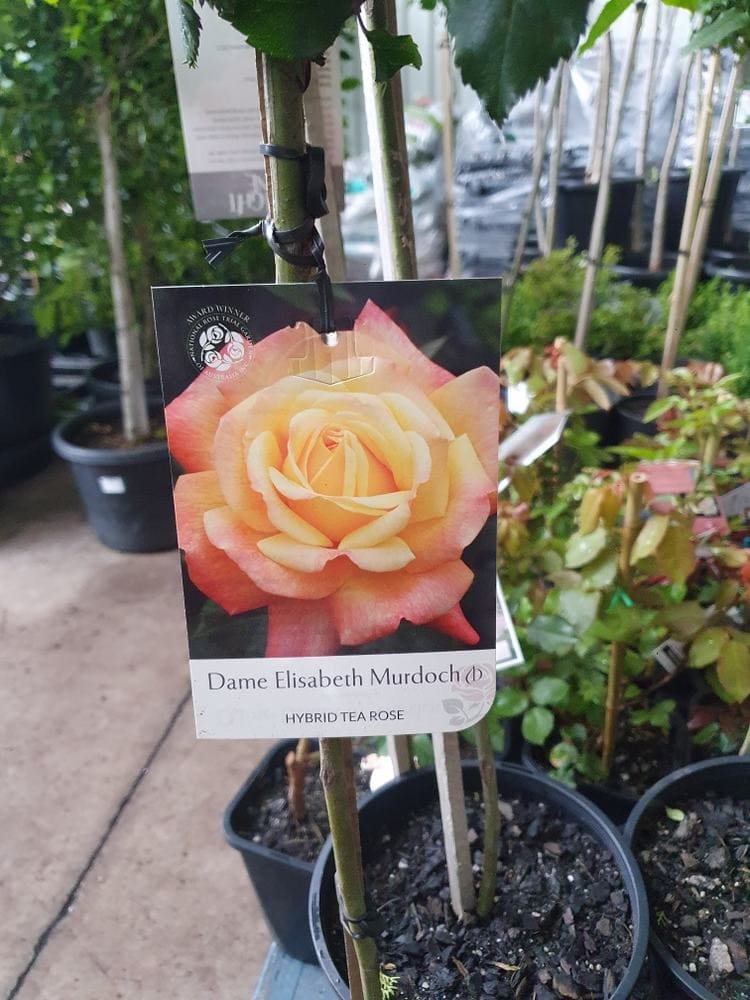 Rose 'Dame Elisabeth Murdoch' 3ft Standard, a Hybrid Tea Rose with yellow and pink blooms pictured on its tag, is displayed among other potted plants.