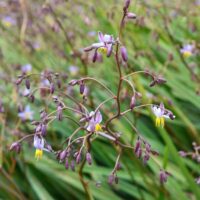 Close-up of a Dianella 'Lucia™' Flax lily 6" Pot, highlighting its delicate purple flowers and buds against a blurred green background.