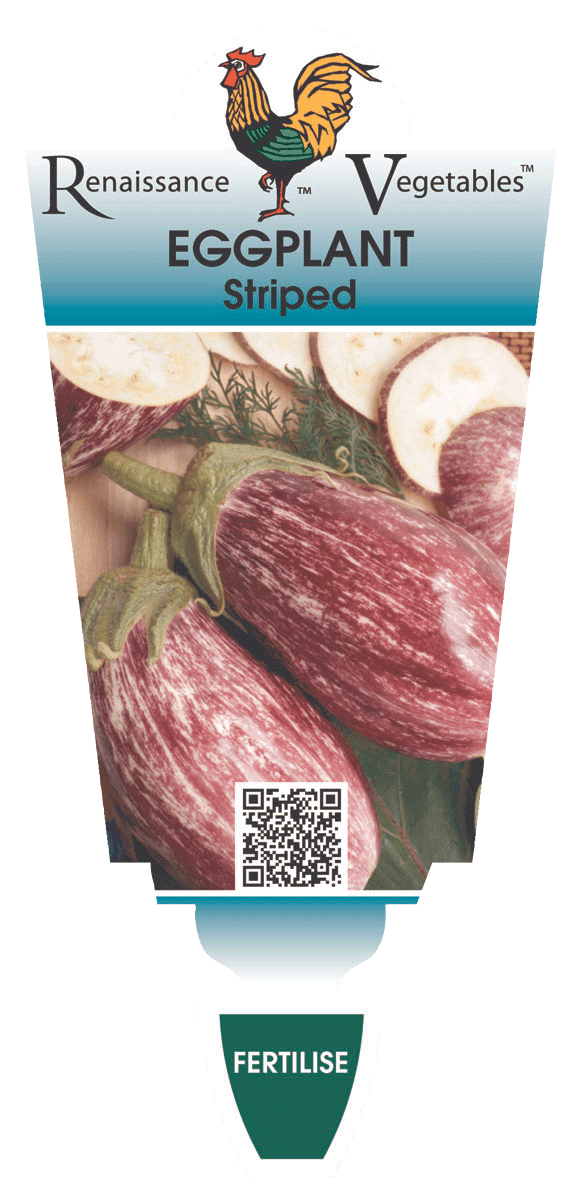 Eggplant Striped 'Tsakoniki' 4" Pot - Image 2