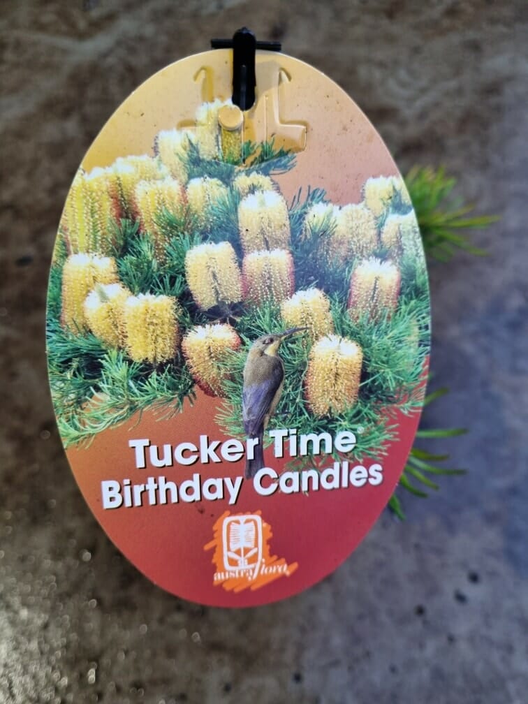 Banksia 'Birthday Candles' 6" Pot - Image 2