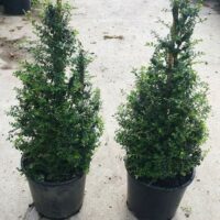 Two Lonicera 'BoxOz' Topiary Cone 8" Pot evergreen shrubs with elegant conical shapes are placed side by side on a concrete surface.