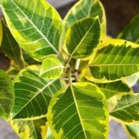 Close-up of a Ficus 'Lime Splice' Rubber Fig in its 10" pot, showcasing vibrant green leaves edged in yellow with prominent veins and a glossy texture.