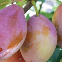 Three ripe Prunus 'Prune D'Agen' plums hang gracefully on a branch adorned with lush green leaves from a 10" pot.