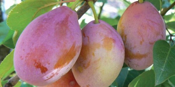 Three ripe Prunus 'Prune D'Agen' plums hang gracefully on a branch adorned with lush green leaves from a 10" pot.