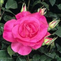 Rose 'Manou Meilland' Bush Form