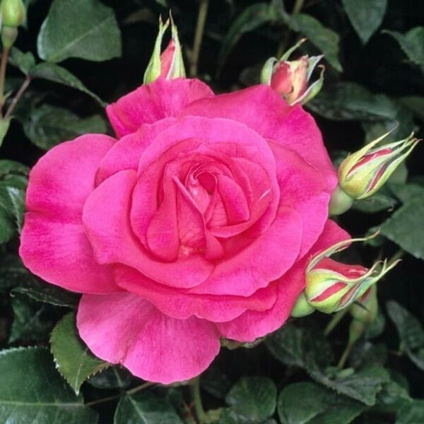 Rose 'Manou Meilland' Bush Form