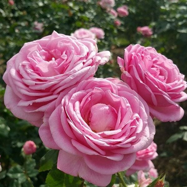 A close-up of three blooming pink roses with lush petals in a garden setting showcases the beauty of the Rose 'My Hero' PBR Bush Form. Other roses and greenery are visible in the blurred background, creating a vibrant tapestry.