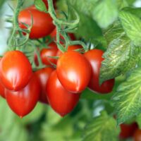 A close-up of ripe, red tomatoes clustered on a vine with green leaves, reminiscent of miniature 'Roma' tomatoes from the 'Tomato Roma' 4" Pot.