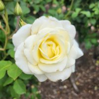 white spray rosa floribunda creamy white rose