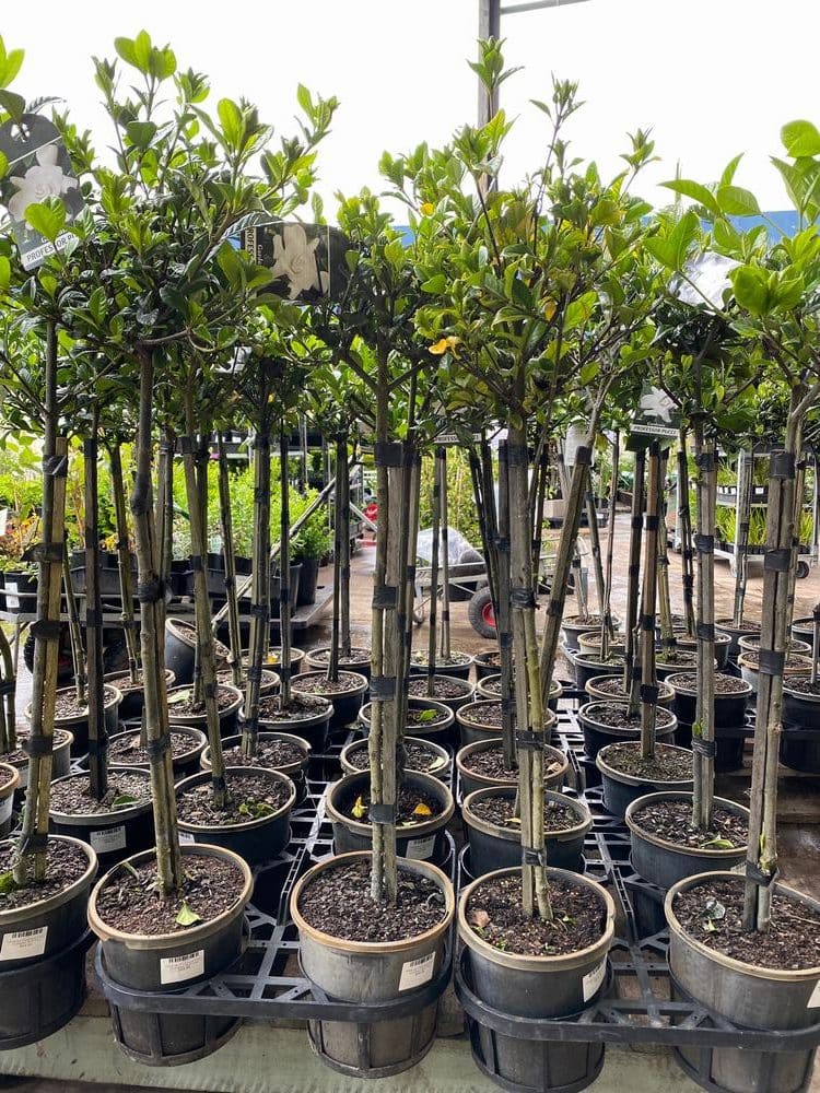 Gardenia 'Professor Pucci' 3ft standards in 8" pots with tall stems and green leaves, along with exquisite topiary arrangements, enhance the display stand in the garden center.