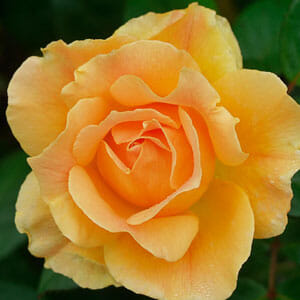 Close-up of a blooming yellow Rose 'Slim Dusty' 3ft Standard, its soft, layered petals making a striking appearance, reminiscent of classic beauty. Green leaves provide a vivid backdrop to this marvel.