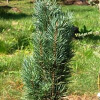 The Pinus 'Spaan's Slow Column' Scot's Pine in an 8" pot, with its dense green needles, stands gracefully in a grassy area against a softly blurred wooded background.
