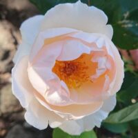 Close-up of a light pink 'The Prioress' rose in full bloom, its delicate petals unfurling to reveal vibrant orange-yellow stamens at the center, framed by lush green leaves—a stunning display of elegance in classic bush form.