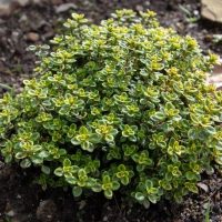 A Thymus 'Golden Lemon' Thyme 4" Pot with green and yellow variegated leaves growing in soil inside a 4" pot, surrounded by small pebbles and a leaf. variegated green and yellow lemon thyme