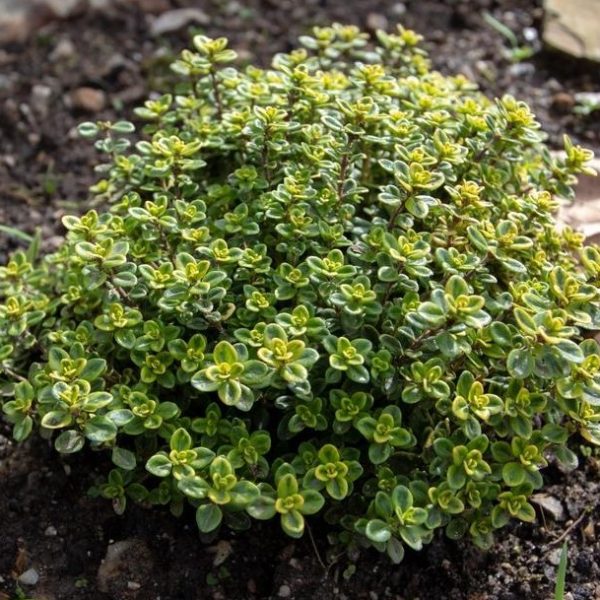 A Thymus 'Golden Lemon' Thyme 4" Pot with green and yellow variegated leaves growing in soil inside a 4" pot, surrounded by small pebbles and a leaf. variegated green and yellow lemon thyme