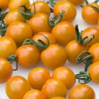 The fresh look of small, round orange tomatoes with green stems on a white surface mirrors the appeal of a 'Tomato Orange Cherry' plant in a 4" pot.