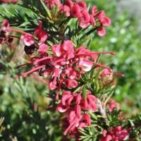 Close-up of a Grevillea 'Tuckers Dwarf' 6" Pot, highlighting curly pink and red flower clusters amidst needle-like green leaves.