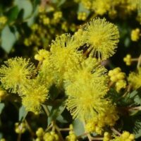 Close-up of Acacia 'Little Nugget', highlighting its bright yellow, spherical fluffy blossoms and small buds nestled among lush green foliage.