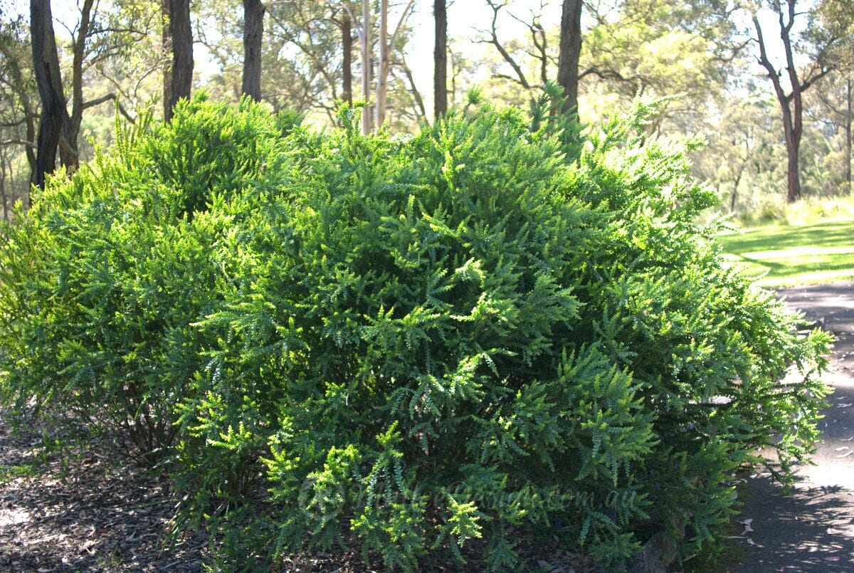 A dense green shrub, Acacia 'Little Nugget' with small leaves, grows beside a paved path in a sunlit park with trees in the background.