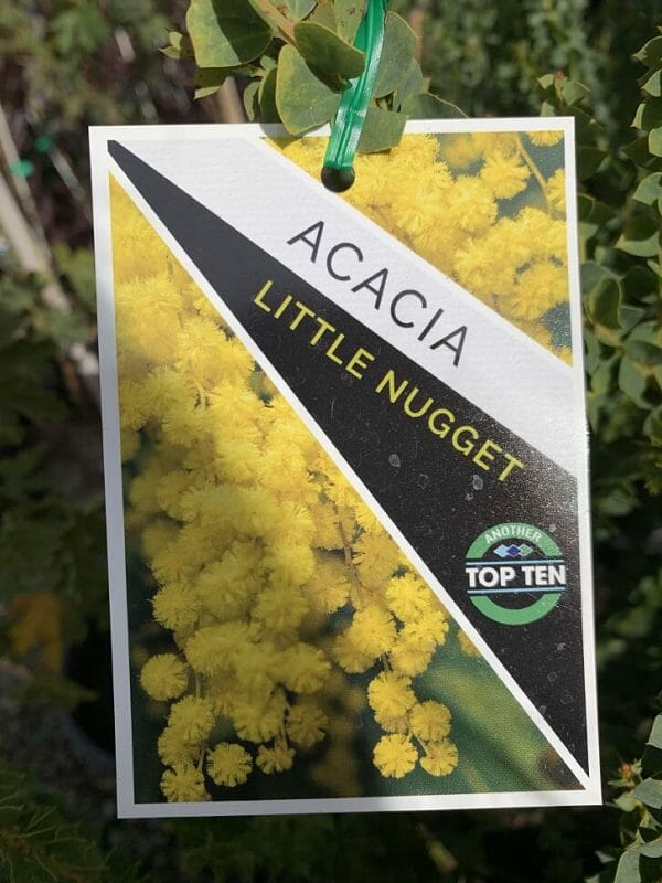 Plant tag for Acacia 'Little Nugget' with photo of its bright yellow flowers and lush green foliage, highlighted as a "Top Ten" selection.