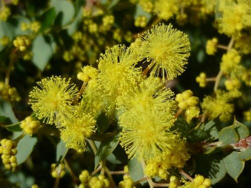 Close-up of Acacia 'Little Nugget', highlighting its bright yellow, spherical fluffy blossoms and small buds nestled among lush green foliage.