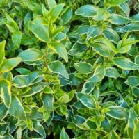 Close-up of dense, overlapping foliage texture featuring lush green leaves with yellow edges from Abelia 'Lime Splice'.