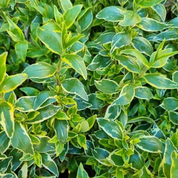 Close-up of dense, overlapping foliage texture featuring lush green leaves with yellow edges from Abelia 'Lime Splice'.